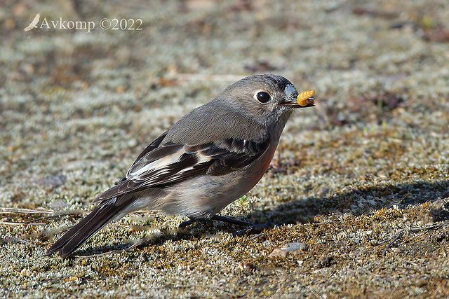 scarlet robin 7685