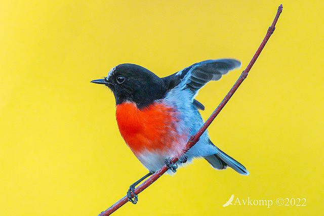 scarlet robin 7754