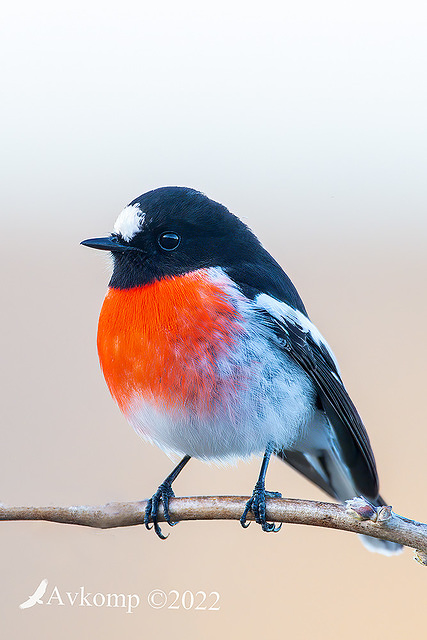 scarlet robin 7765