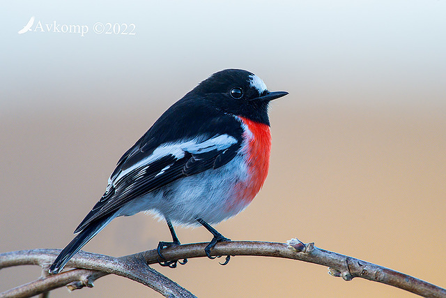 scarlet robin 7766