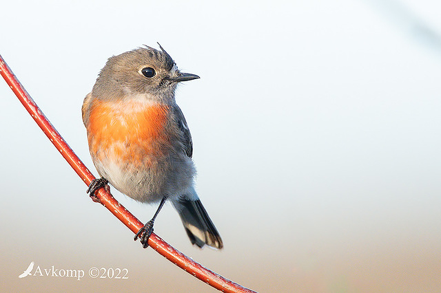 scarlet robin 7775