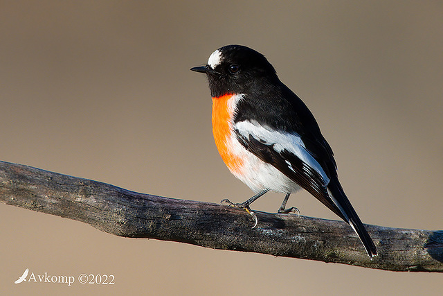 scarlet robin 7777