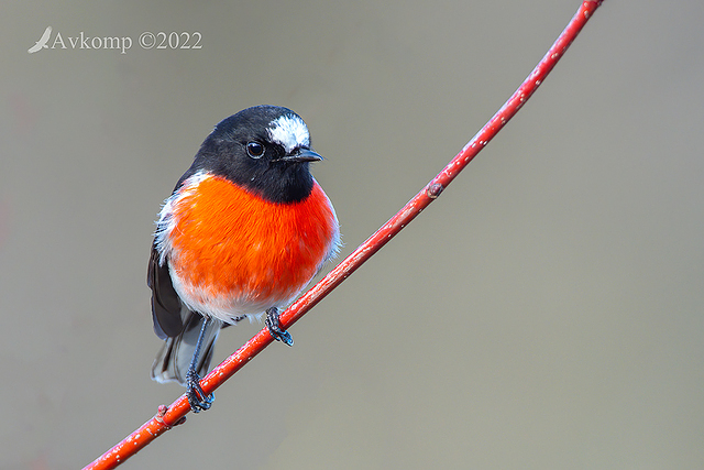 scarlet robin 7784