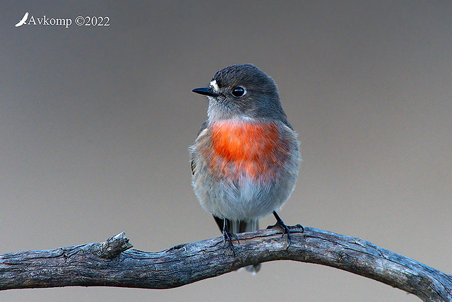 scarlet robin 8244