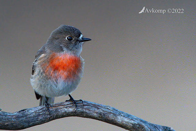 scarlet robin 8246