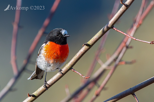 scarlet robin 9646