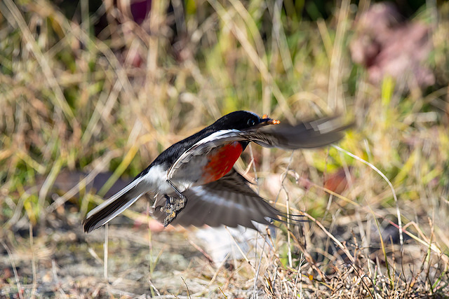 scarlet robin 9647