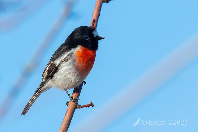 scarlet robin 9654