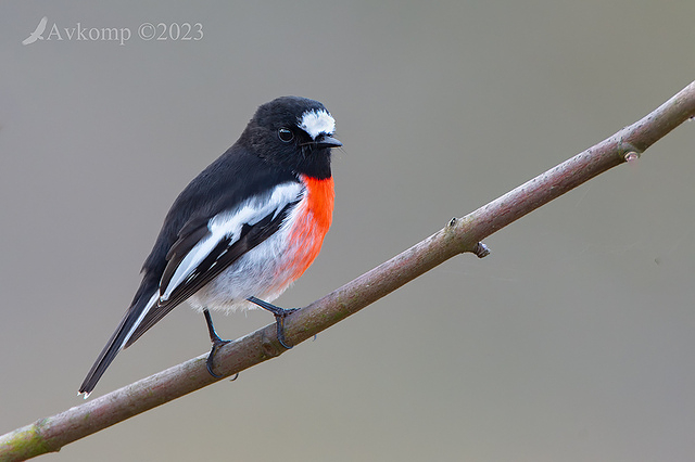 scarlet robin 9782