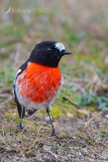 scarlet robin 9795