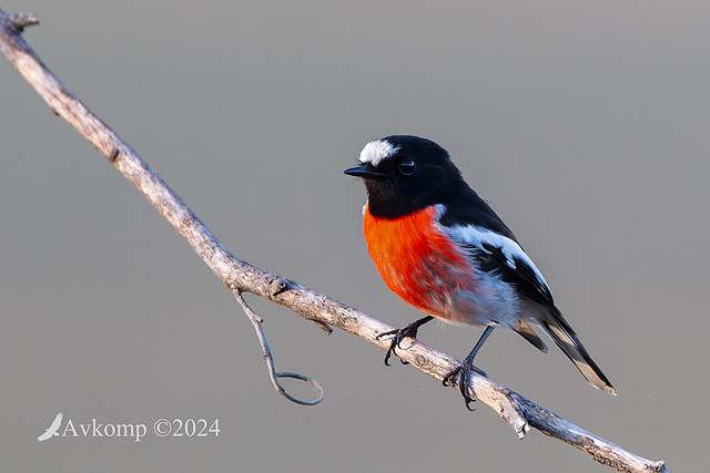 scarlet robin2142