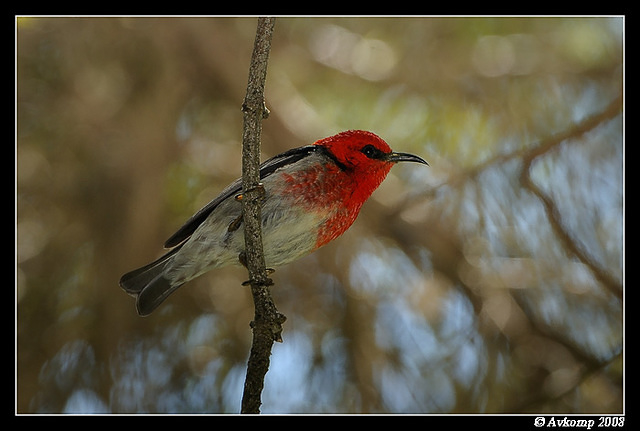 scarlett honey eater 2514