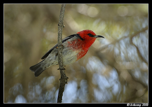 scarlett honey eater 2515