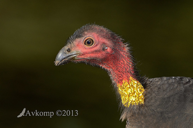 scrub turkey 8108