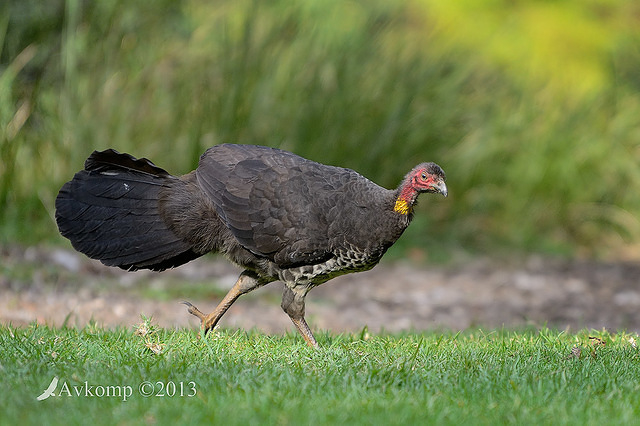 scrub turkey 8114