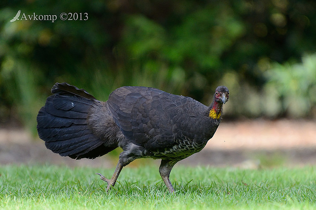 scrub turkey 8116