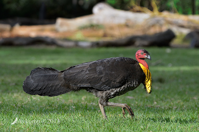 scrub turkey 8124