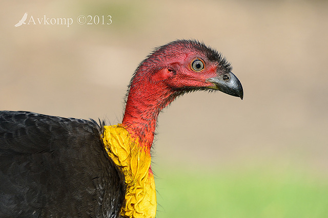 scrub turkey 8142