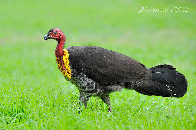 scrub turkey3623