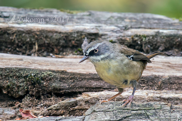 scrub wren 13215