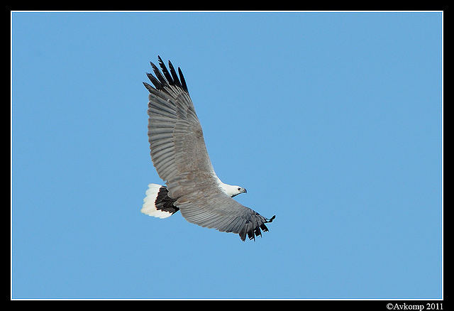 sea eagle 0743