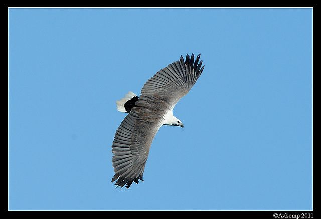 sea eagle 0745