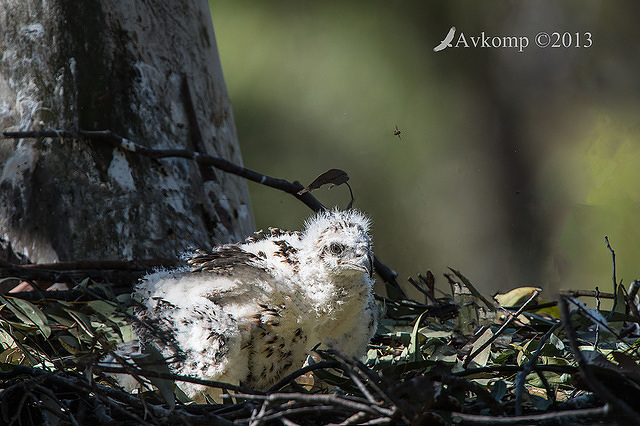 sea eagle chick9061