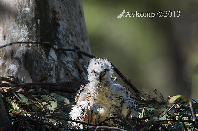 sea eagle chick9065