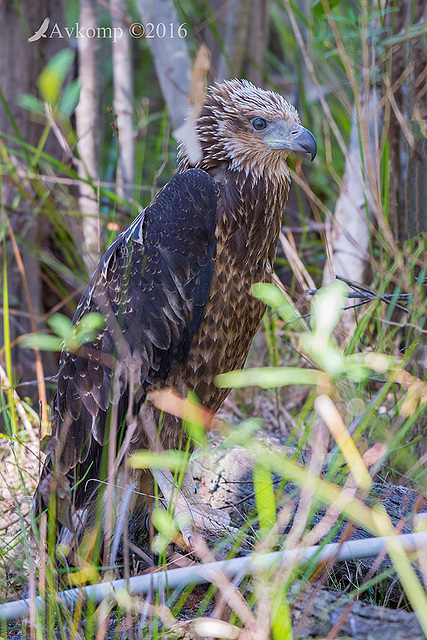 sea eagle11913