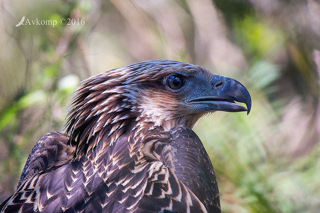 sea eagle11922