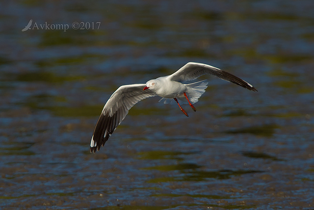 seagull 0005