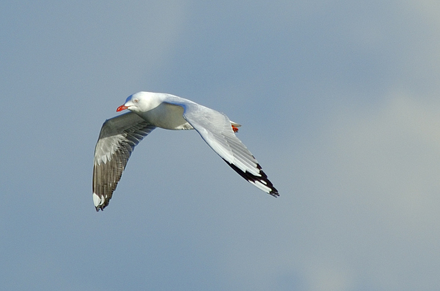 seagull 034