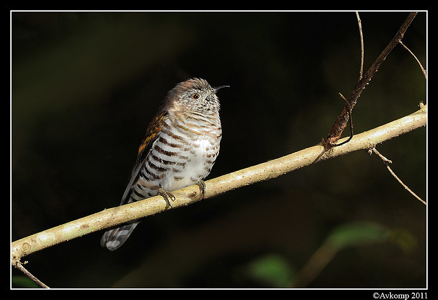 shining bronze cuckoo 0299