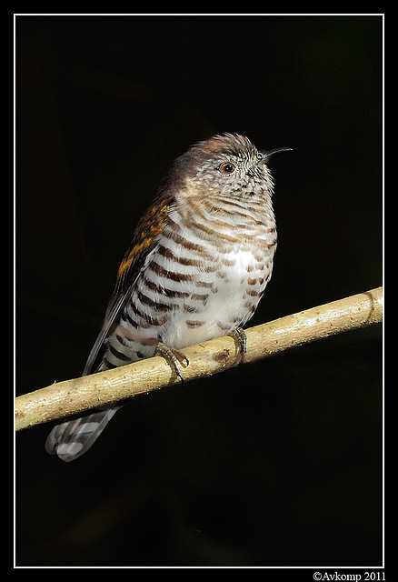 shining bronze cuckoo 0300