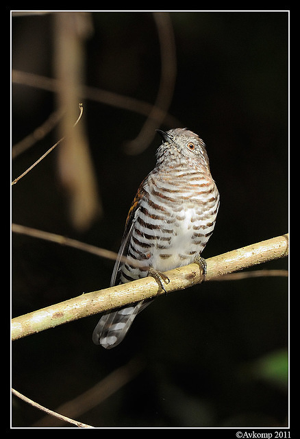 shining bronze cuckoo 0301