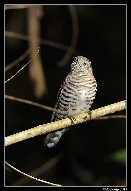 shining bronze cuckoo 0302