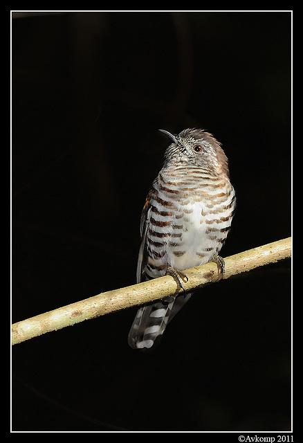 shining bronze cuckoo 0303