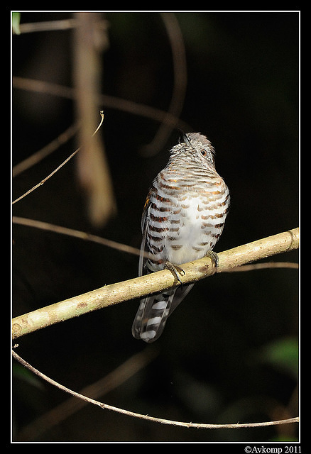 shining bronze cuckoo 0304