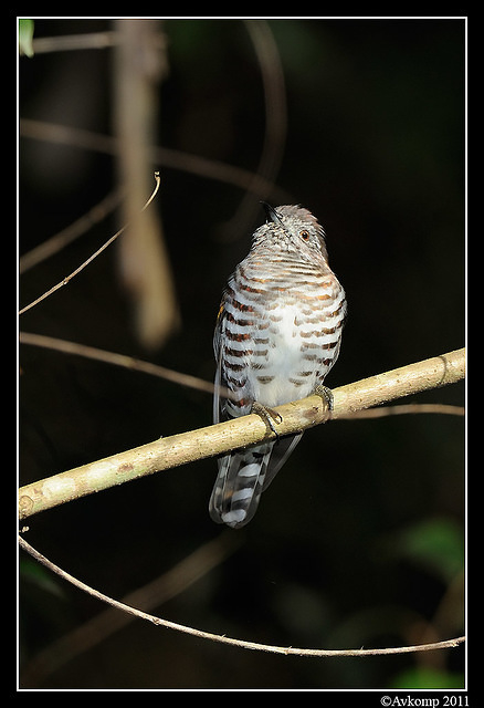 shining bronze cuckoo 0306