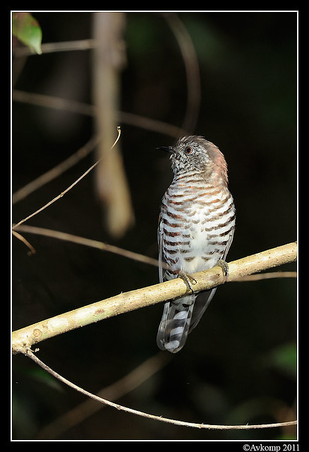 shining bronze cuckoo 0307