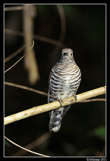 shining bronze cuckoo 0308