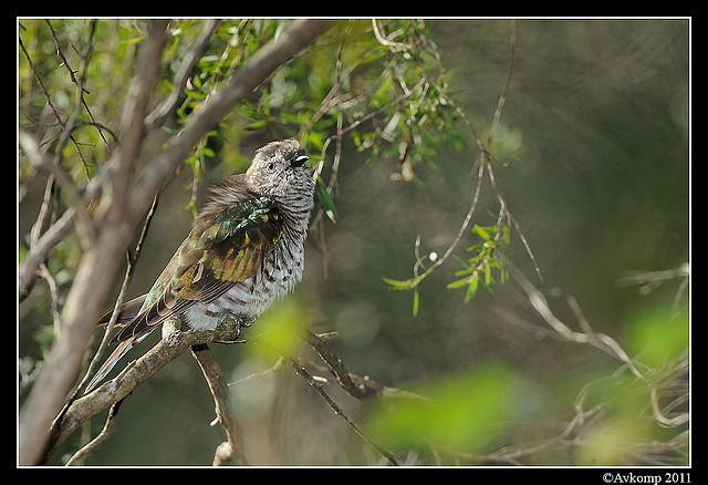 shining bronze cuckoo 0314