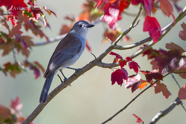 shrike thrush 11246