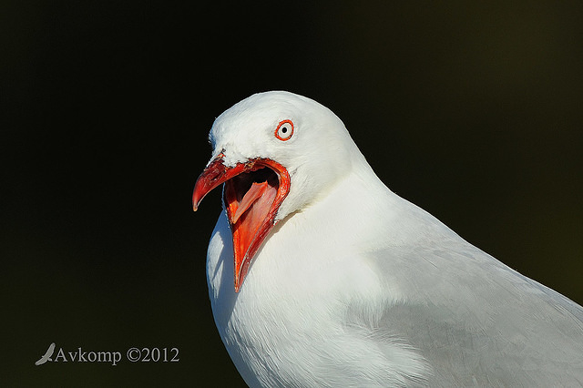 silver gull 3984