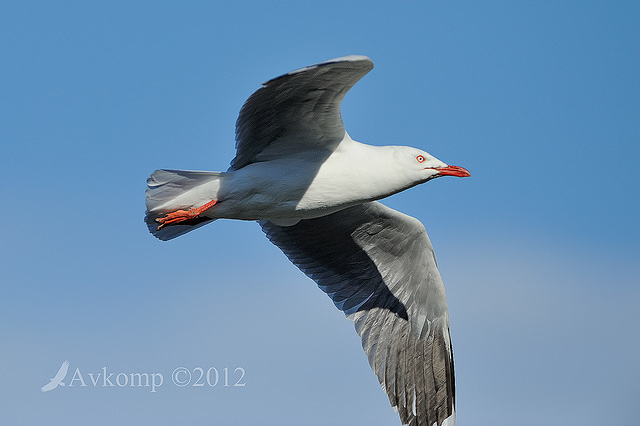 silver gull 4260