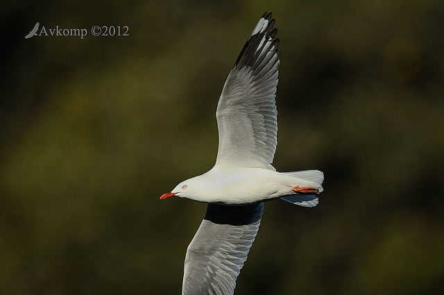 silver gull 4262