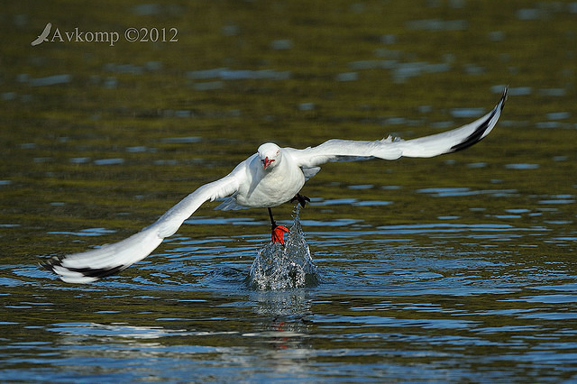 silver gull 4345