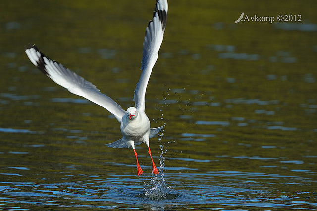 silver gull 4346