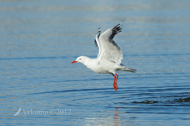 silver gull 4349