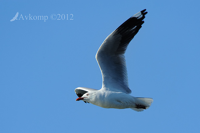 silver gull 4354